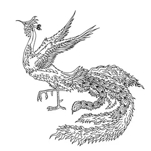 Mẫu ảnh minh họa chim phượng hoàng vẽ tay đen trắng vector CR057