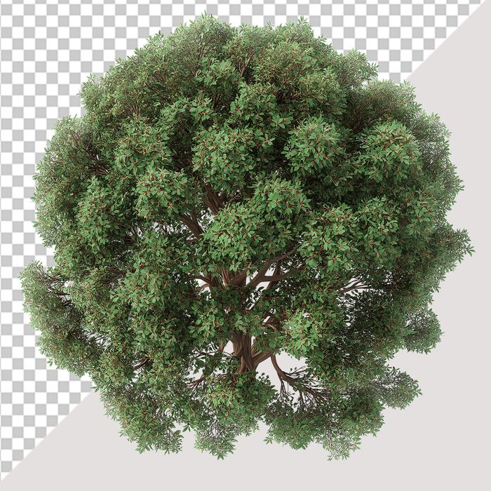 Ảnh cây xanh vector file PNG chất lượng cao - S010