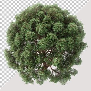 Ảnh cây xanh vector file PNG chất lượng cao - S010