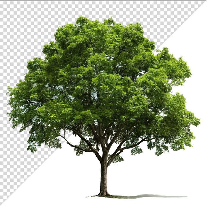Ảnh cây xanh vector file PNG chất lương cao - S075