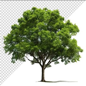 Ảnh cây xanh vector file PNG chất lương cao - S075
