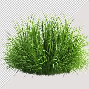 Ảnh bụi cỏ vector file PNG chất lượng cao - S031