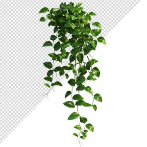 Ảnh cây dây leo vector file PNG chất lượng cao - S035