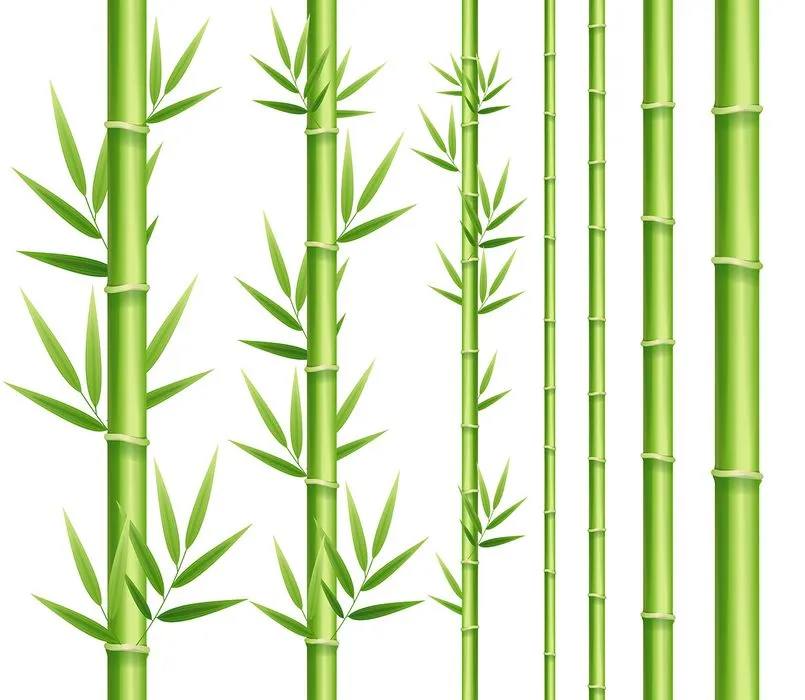 Ảnh minh hoa cây trúc, cây tre vẽ tay vector File AI 223
