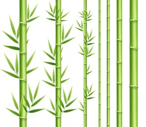 Ảnh minh hoa cây trúc, cây tre vẽ tay vector File AI 223