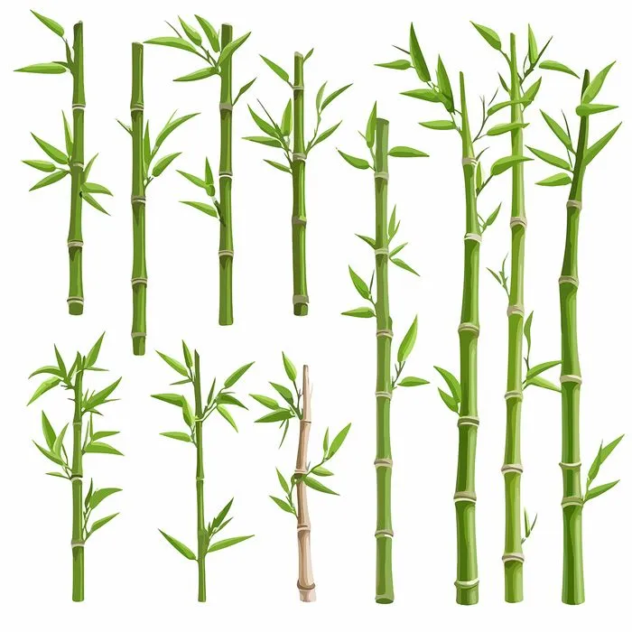 Ảnh minh hoa cậy trúc, cây tre vẽ tay màu xanh vector File AI 145