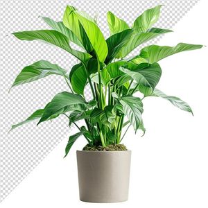 Ảnh cây ốc đảo vector file PNG chất lượng cao - S038