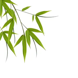 Ảnh minh họa lá cây màu xanh chân thực file AI 030