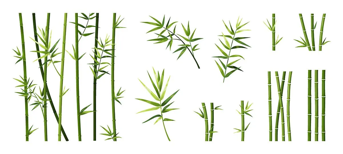 Ảnh minh hoa cậy trúc, cây tre vẽ tay màu nước vector File AI 200