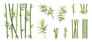 Ảnh minh hoa cậy trúc, cây tre vẽ tay màu nước vector File AI 200