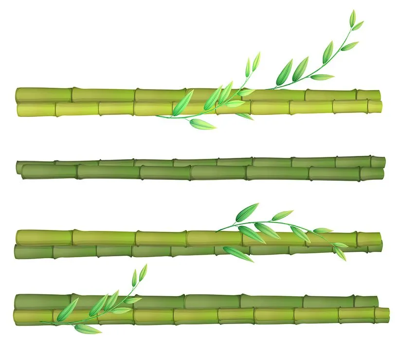 Ảnh minh hoa cậy trúc, cây tre vẽ tay màu xanh vector File AI 166