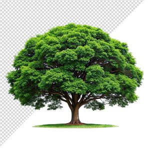 Ảnh cây xanh cổ thụ vector file PNG chất lương cao - S070