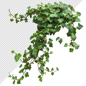 Ảnh dây thường xuân vector file PNG dạng pixel - S062