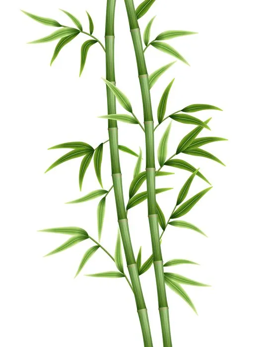 Ảnh minh hoa cậy trúc, cây tre vẽ tay màu xanh vector File AI 149